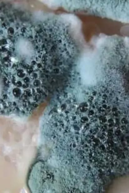 Mold a close up of a moldy surface found with the help of mold inspection